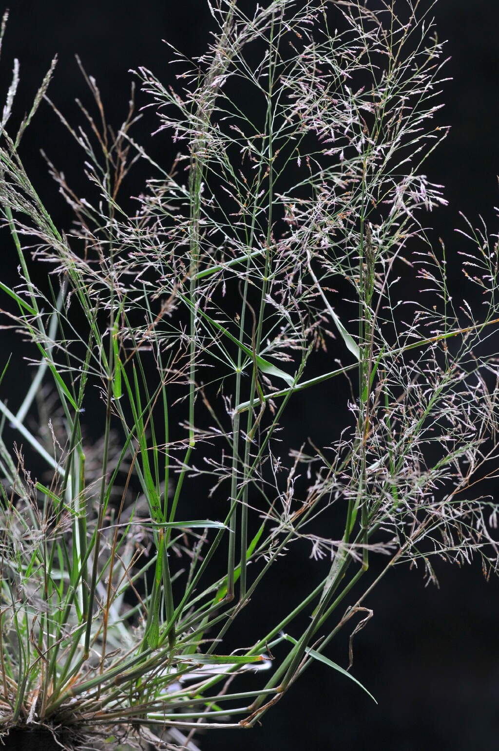 Eragrostis pilosa (hero image)