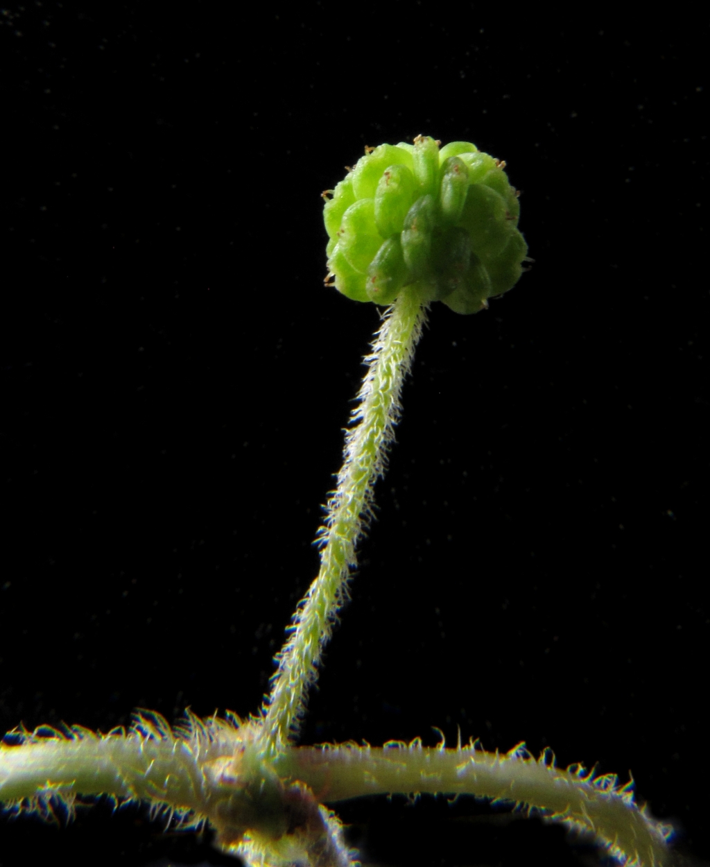 Hydrocotyle hirta (hero image)