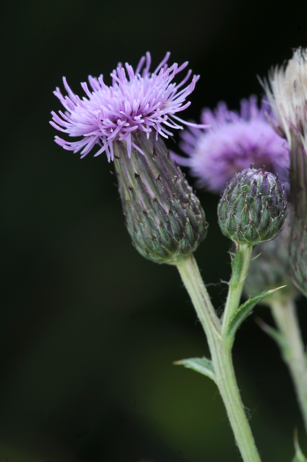 Cirsium arvense (hero image)