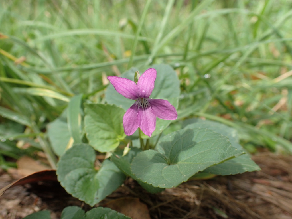 Viola riviniana (hero image)