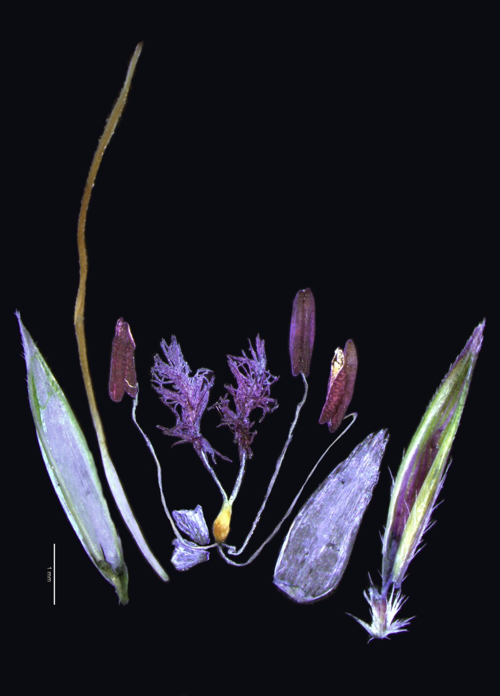 Bothriochloa (hero image)