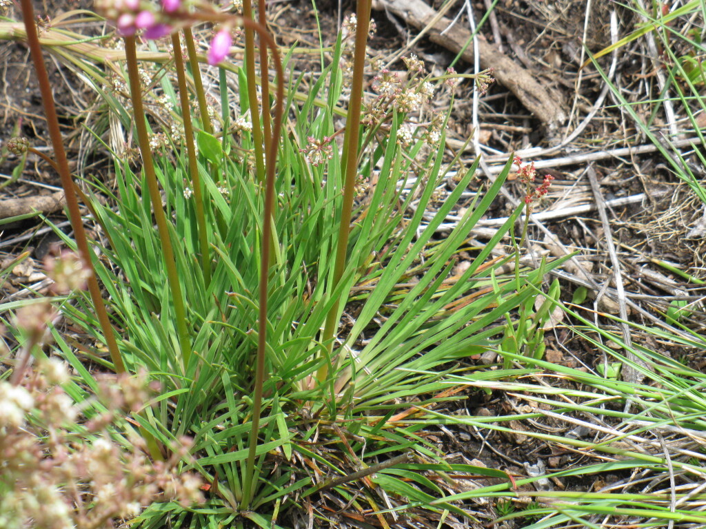 Stylidium montanum (hero image)