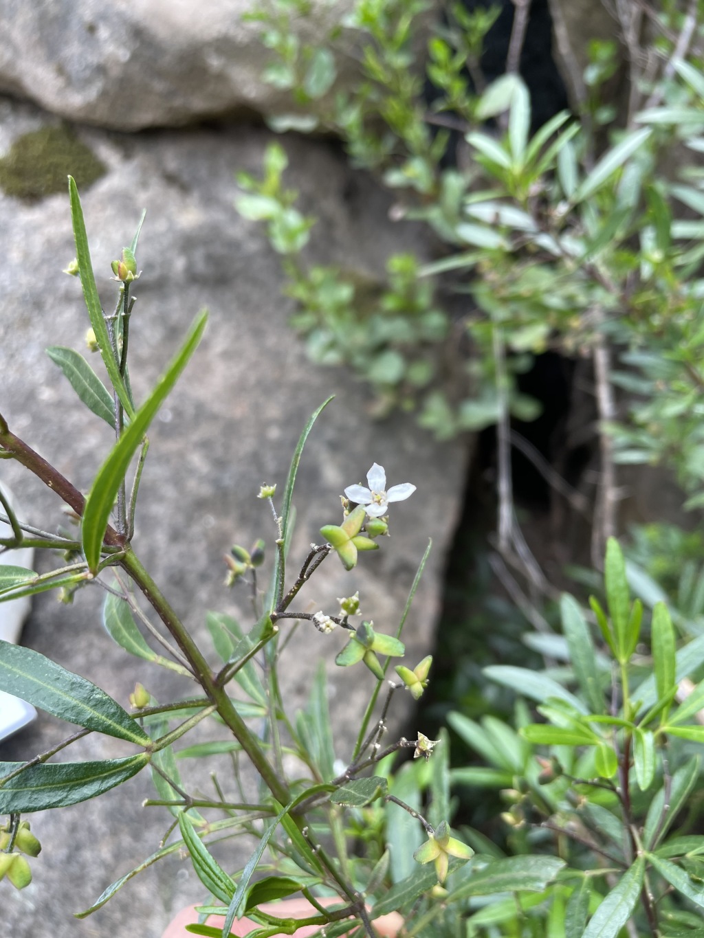 Zieria oreocena (hero image)