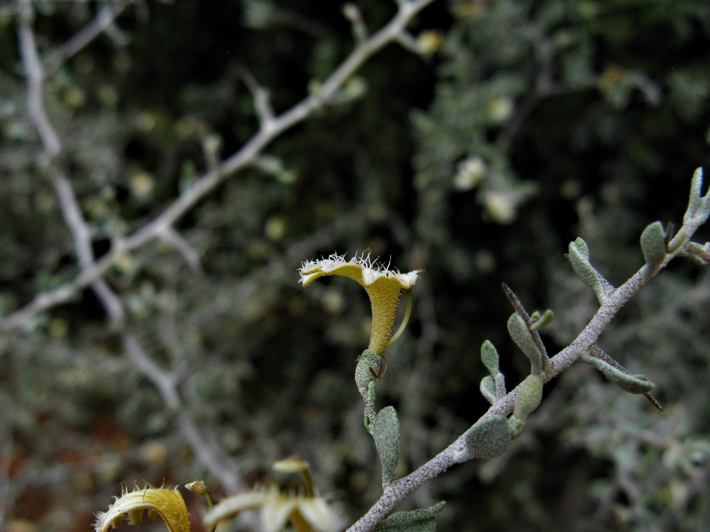 Scaevola spinescens (hero image)