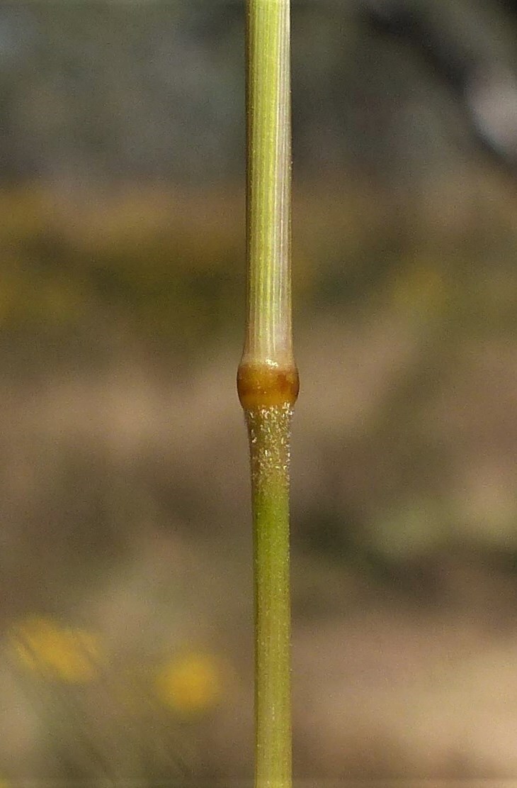 Austrostipa scabra subsp. falcata (hero image)