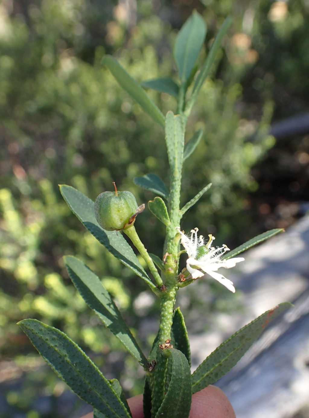 Philotheca trachyphylla (hero image)