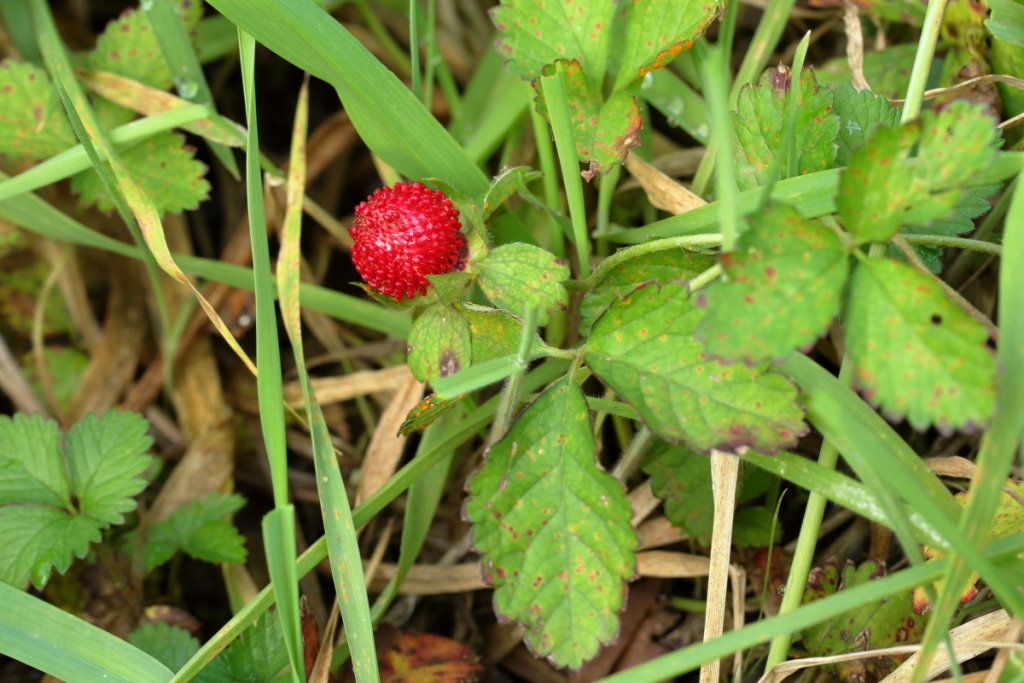 Potentilla (hero image)