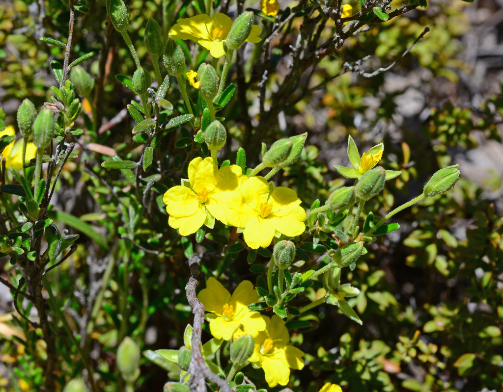 Hibbertia australis (hero image)