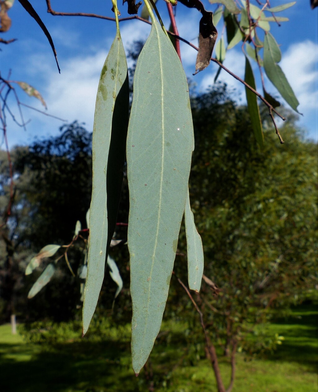 Eucalyptus sideroxylon (hero image)