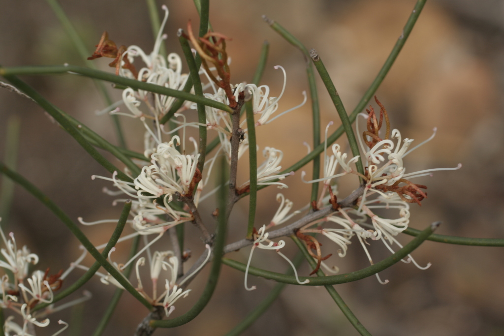 Hakea decurrens subsp. physocarpa (hero image)