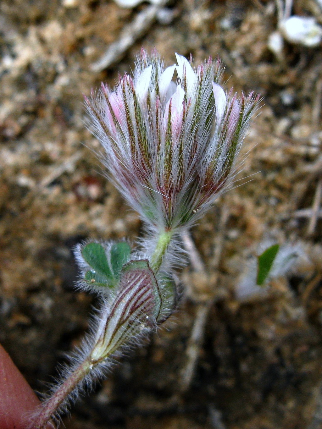 Trifolium stellatum (hero image)