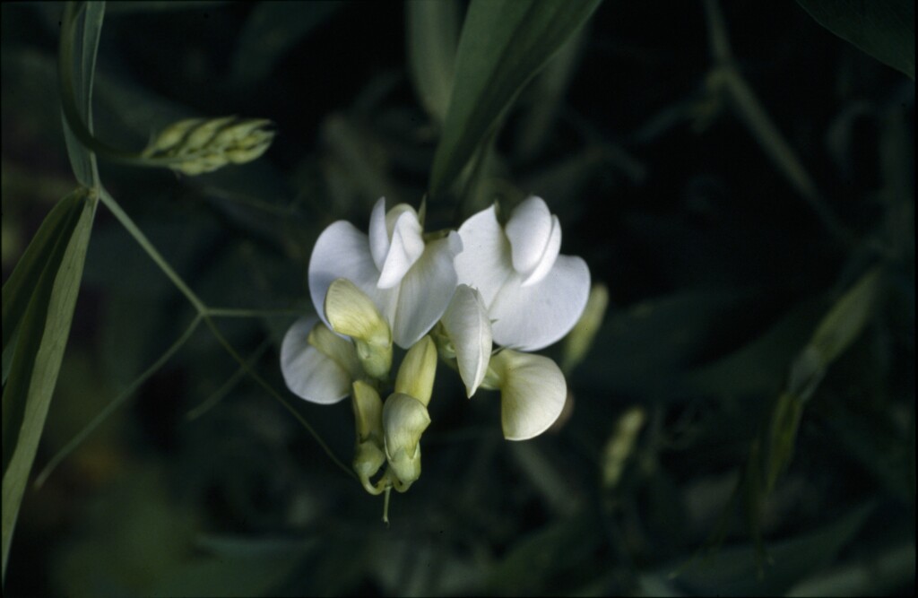 Lathyrus latifolius (hero image)