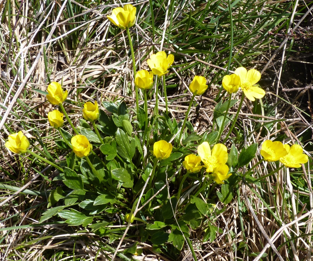 Ranunculus victoriensis (hero image)