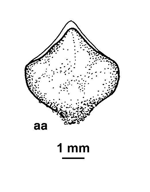 Atriplex nummularia subsp. omissa (hero image)