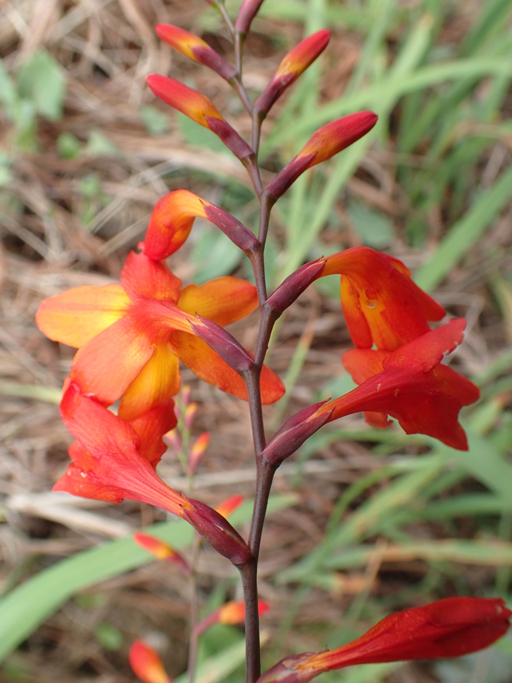 Crocosmia ×crocosmiiflora (hero image)