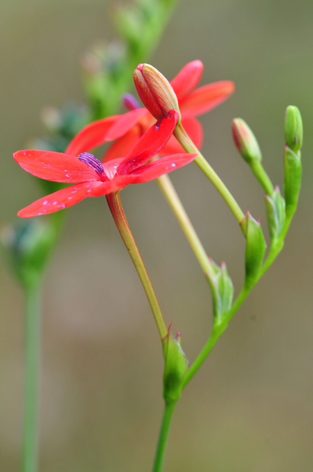 Freesia laxa (hero image)