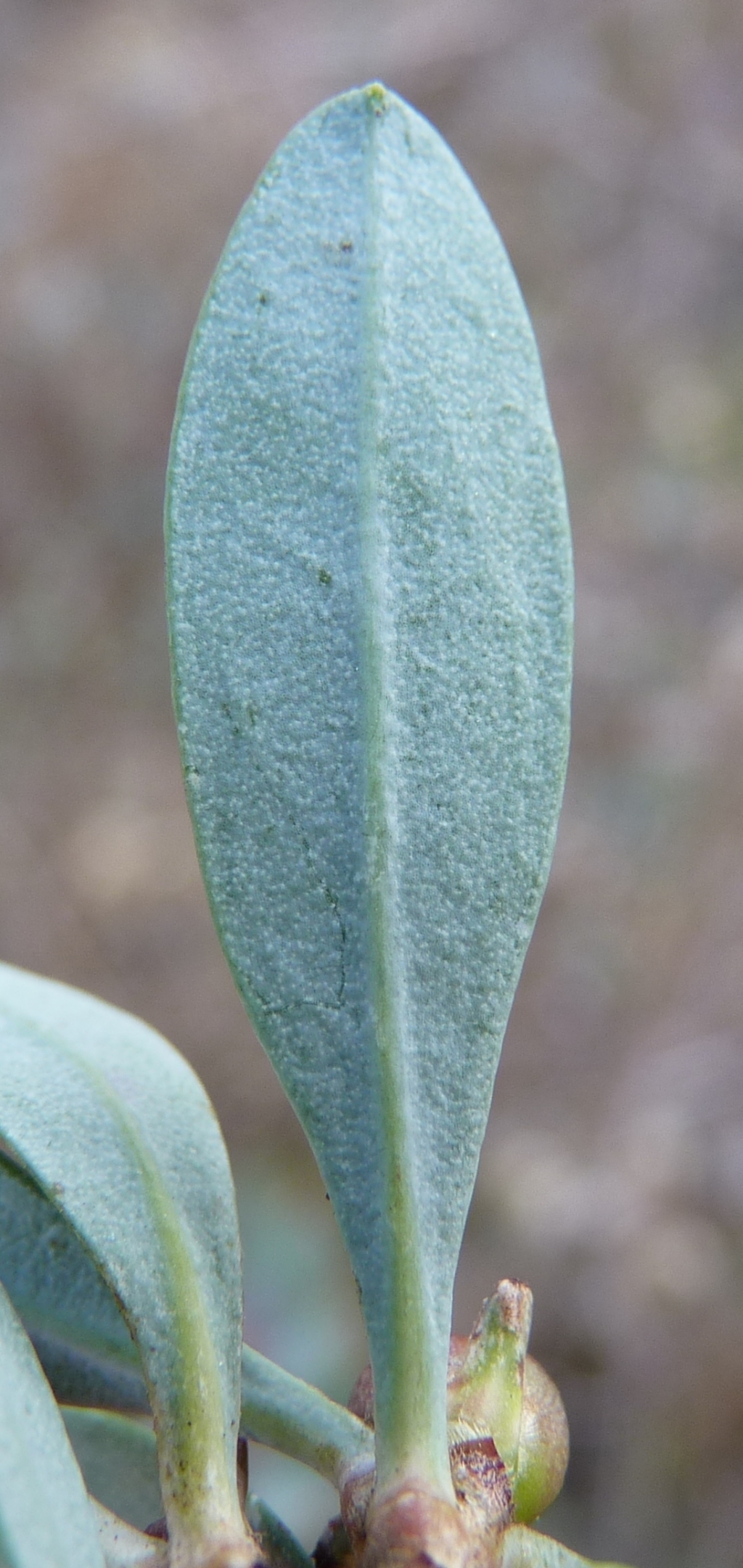 Hibbertia obtusifolia (hero image)