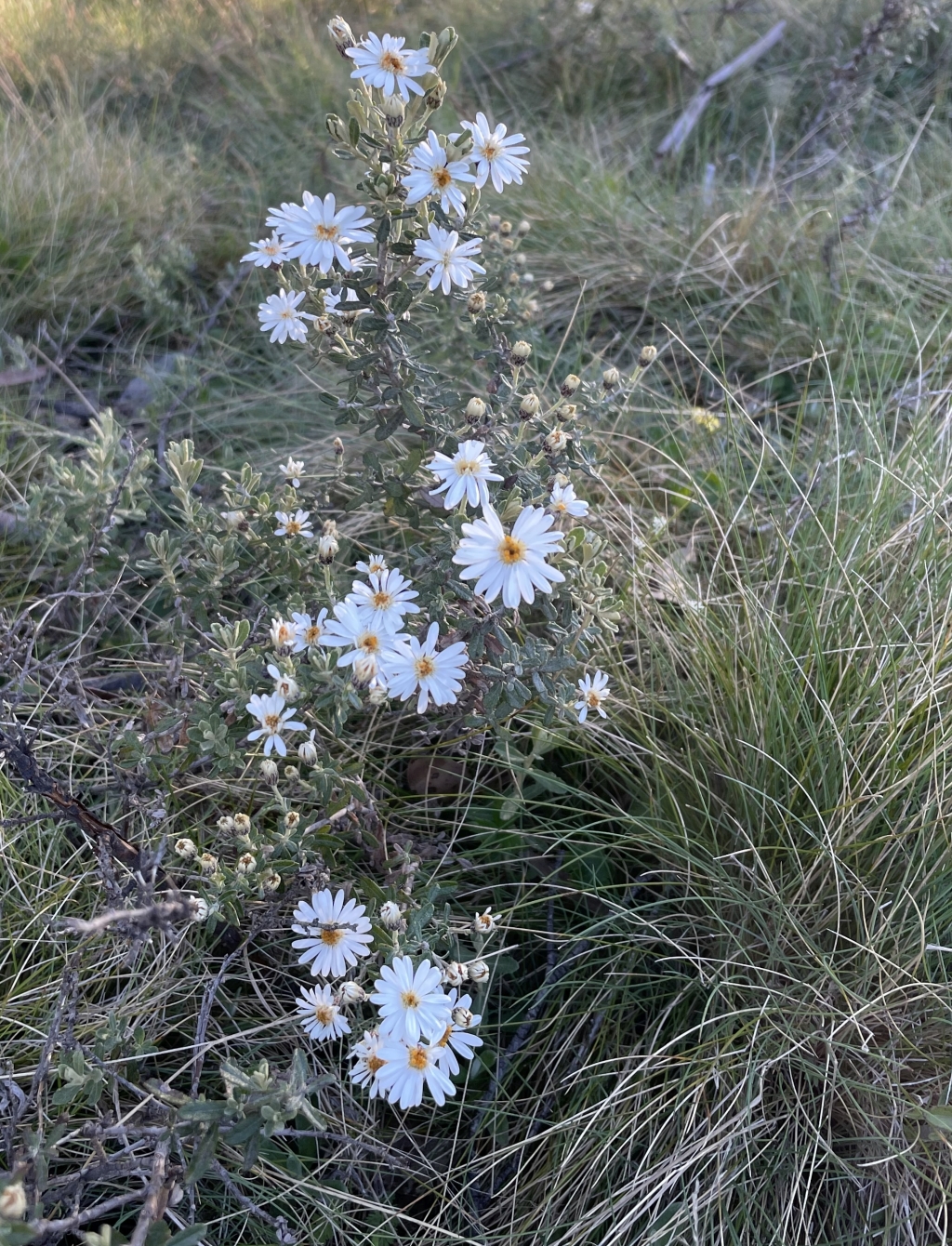 Olearia (hero image)
