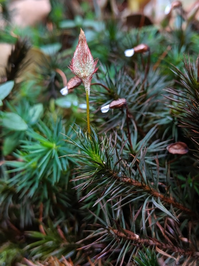 Dawsonia polytrichoides (hero image)