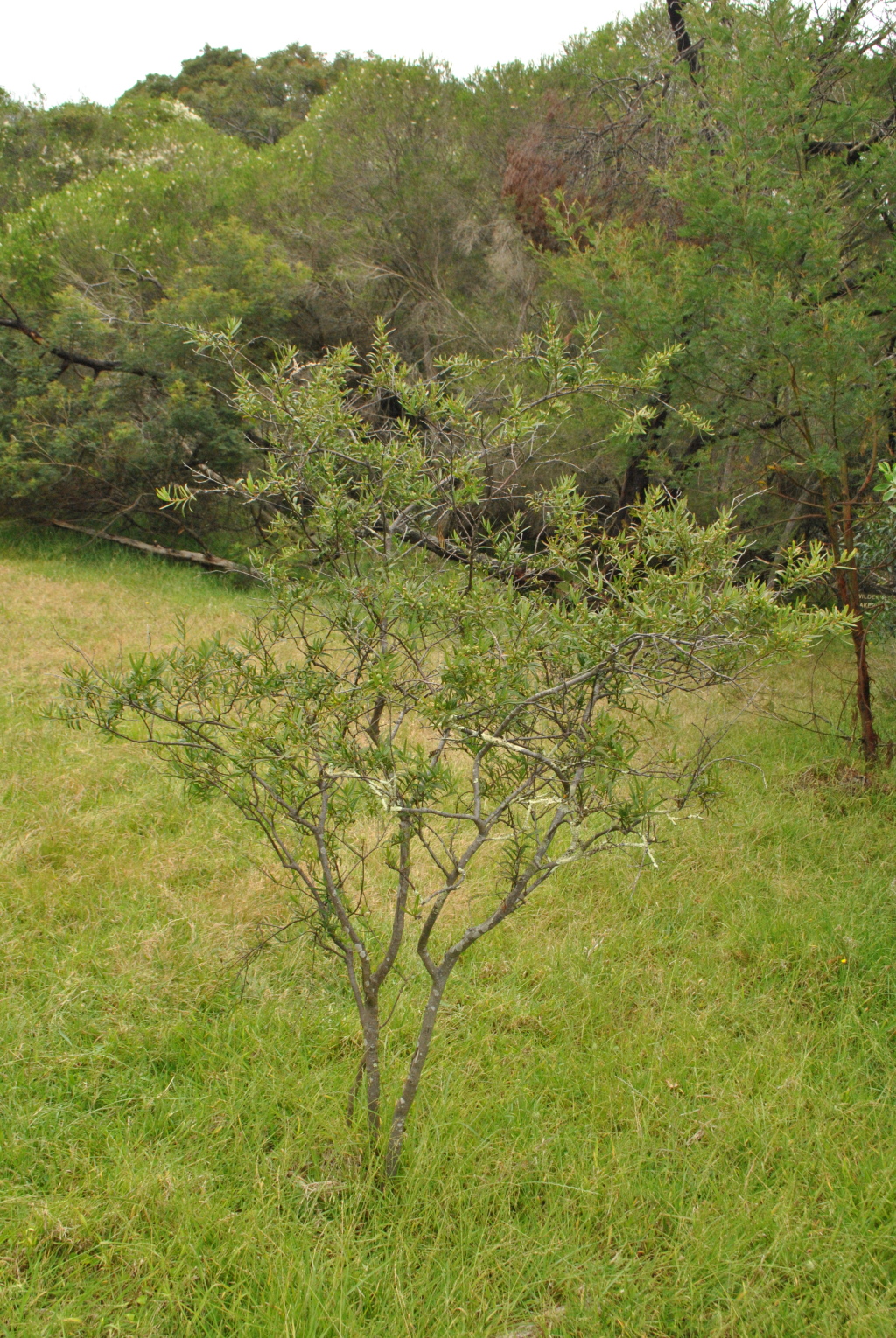 Santalum (hero image)