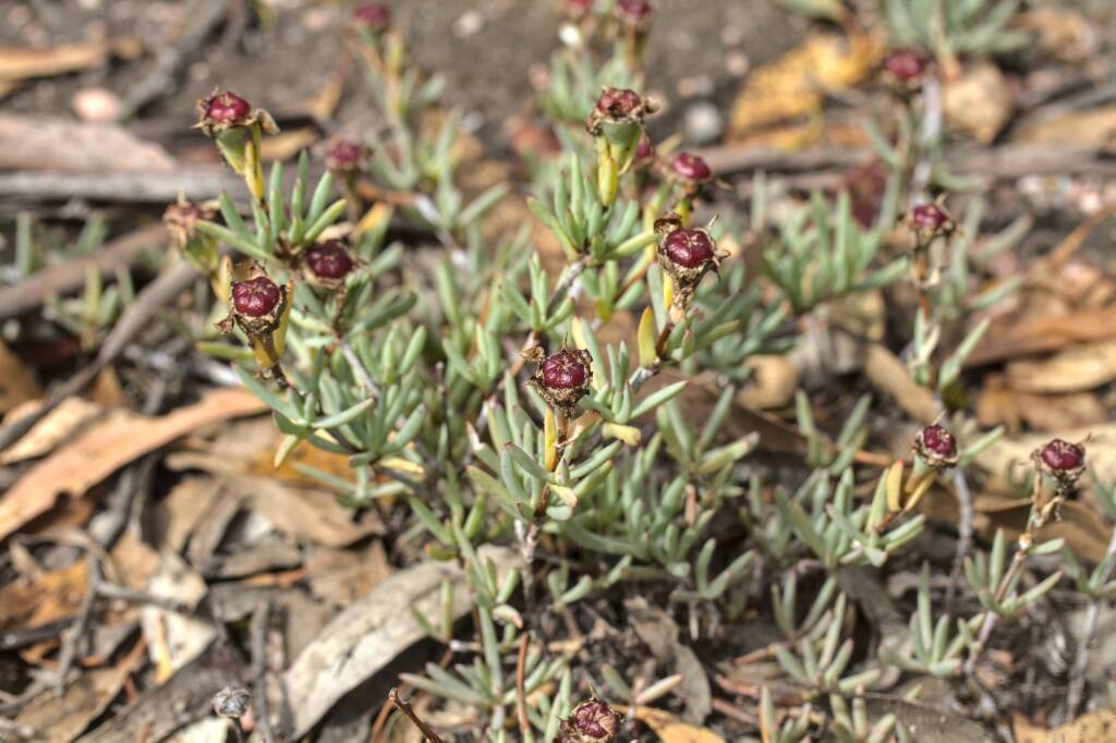 Lampranthus multiradiatus (hero image)