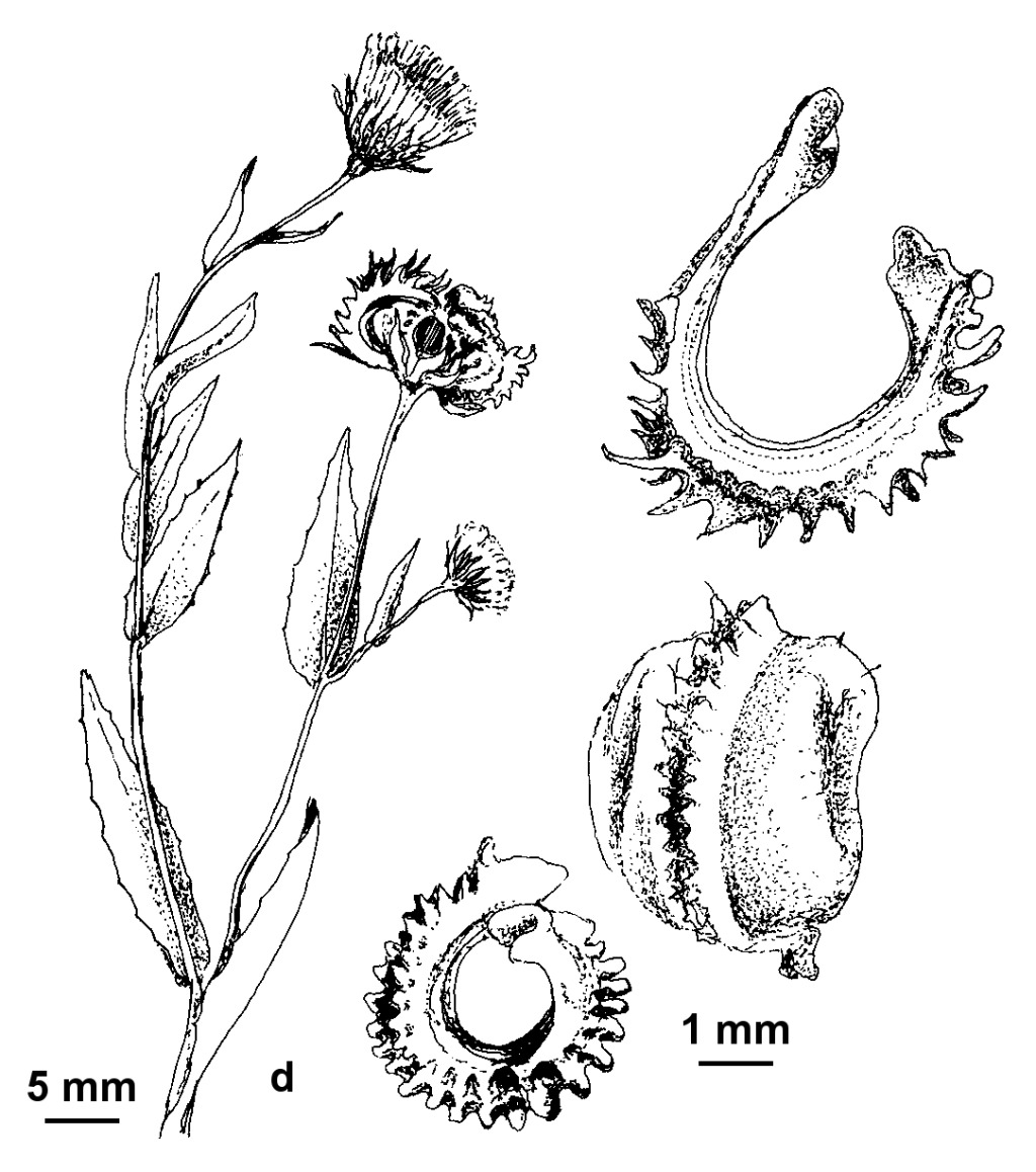 Calendula arvensis (hero image)