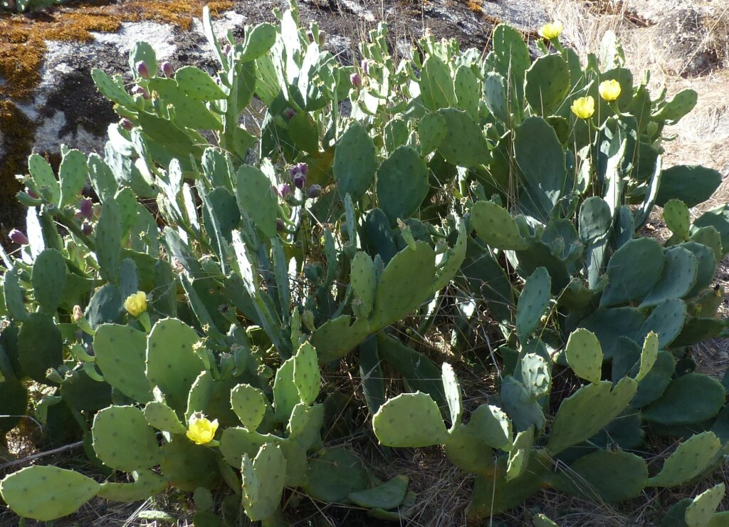 Cactaceae (hero image)