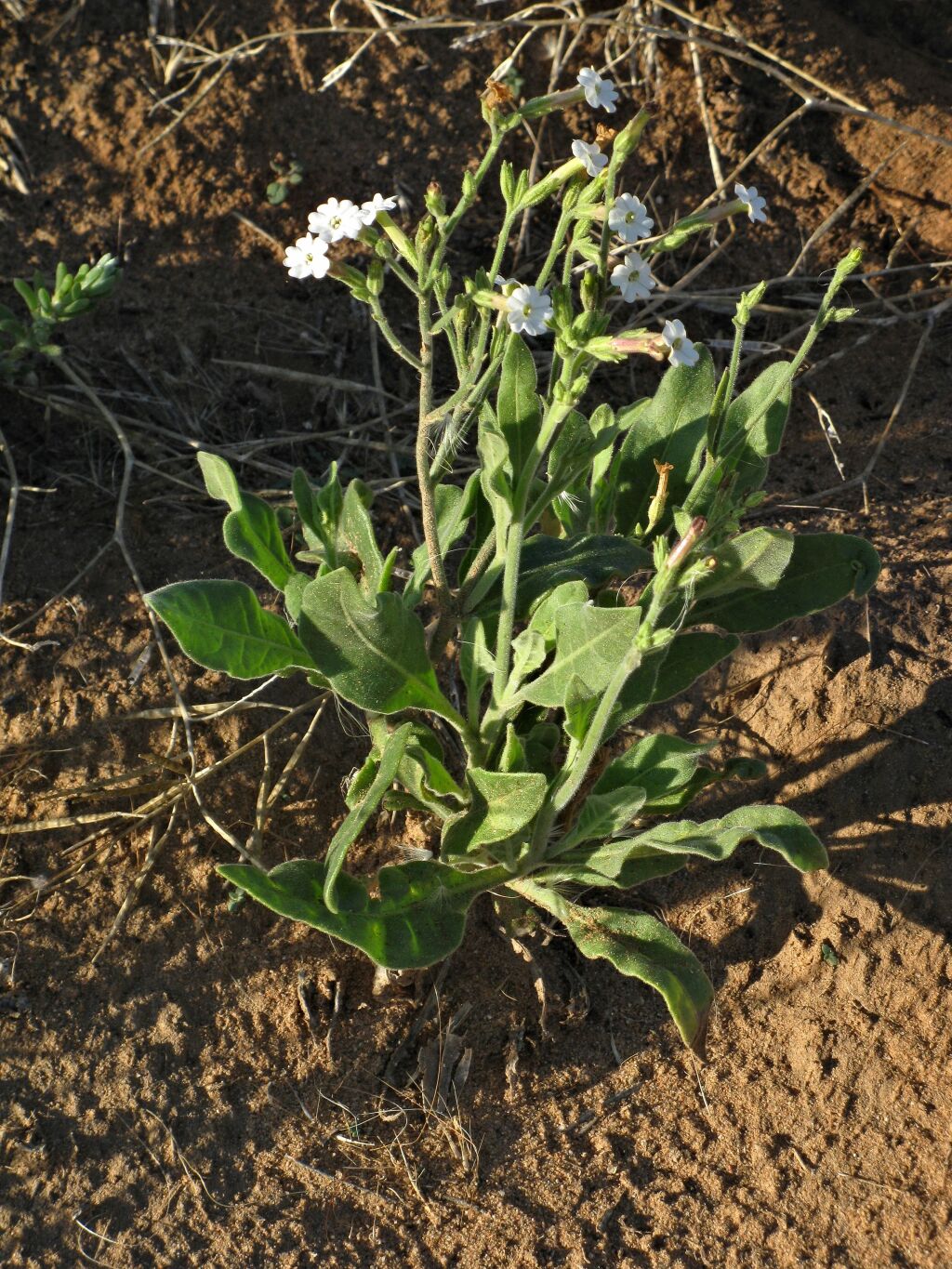 Nicotiana velutina (hero image)