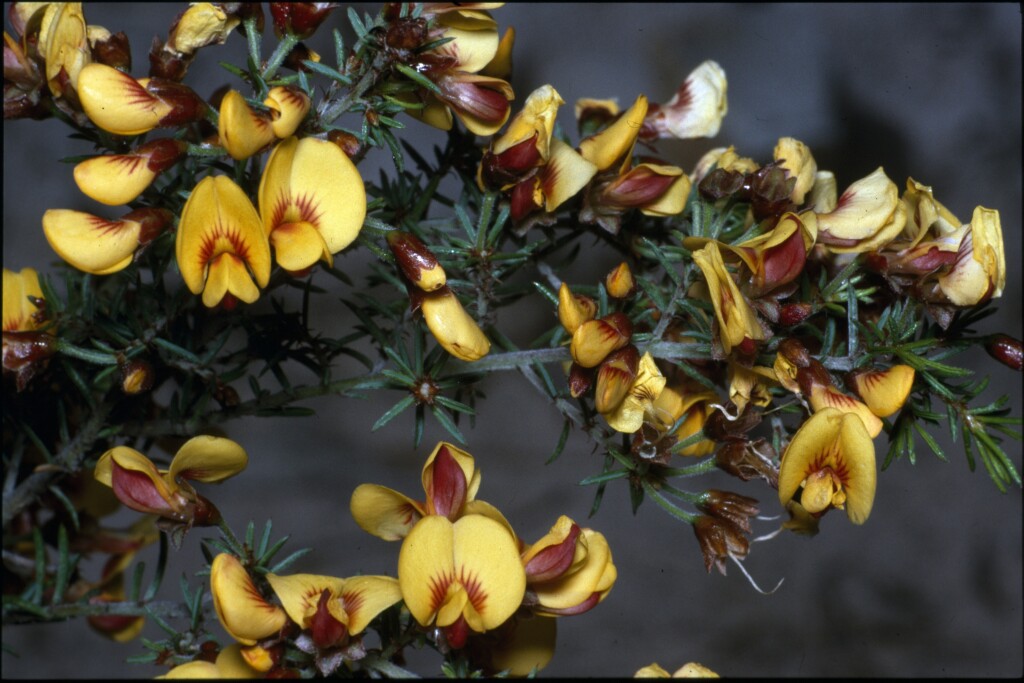 Pultenaea williamsoniana (hero image)