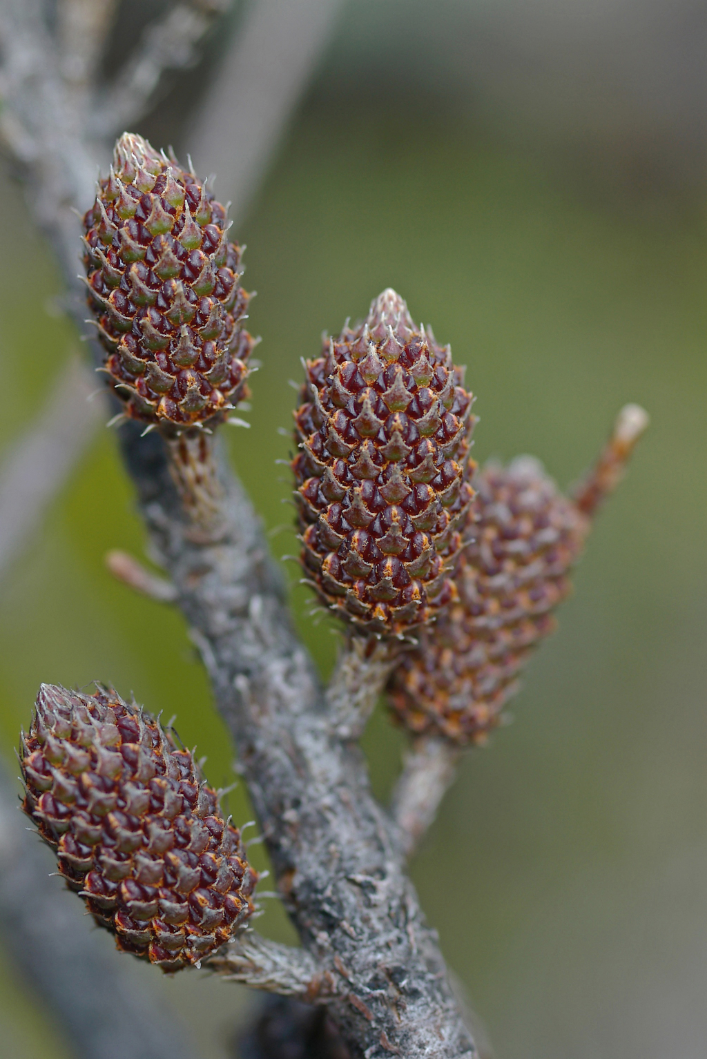 Allocasuarina grampiana (hero image)