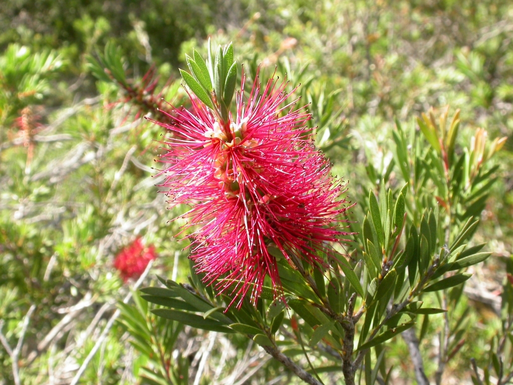 Callistemon kenmorrisonii (hero image)