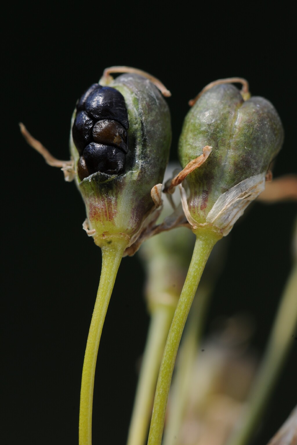 Nothoscordum borbonicum (hero image)