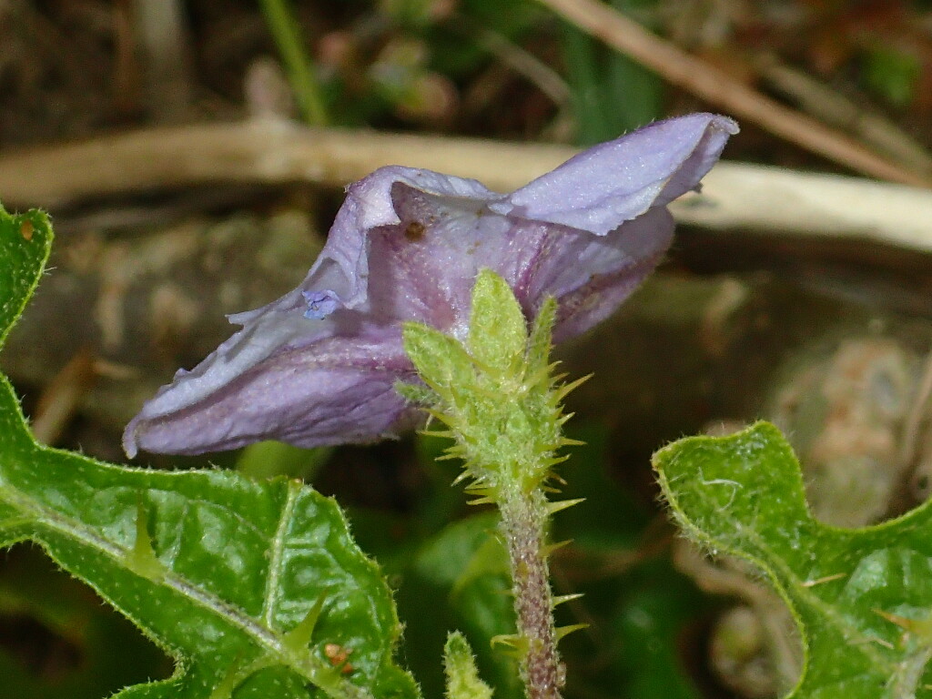 Solanum linnaeanum (hero image)