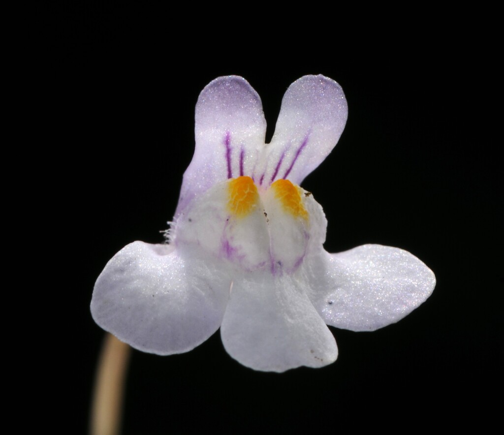 Cymbalaria muralis (hero image)