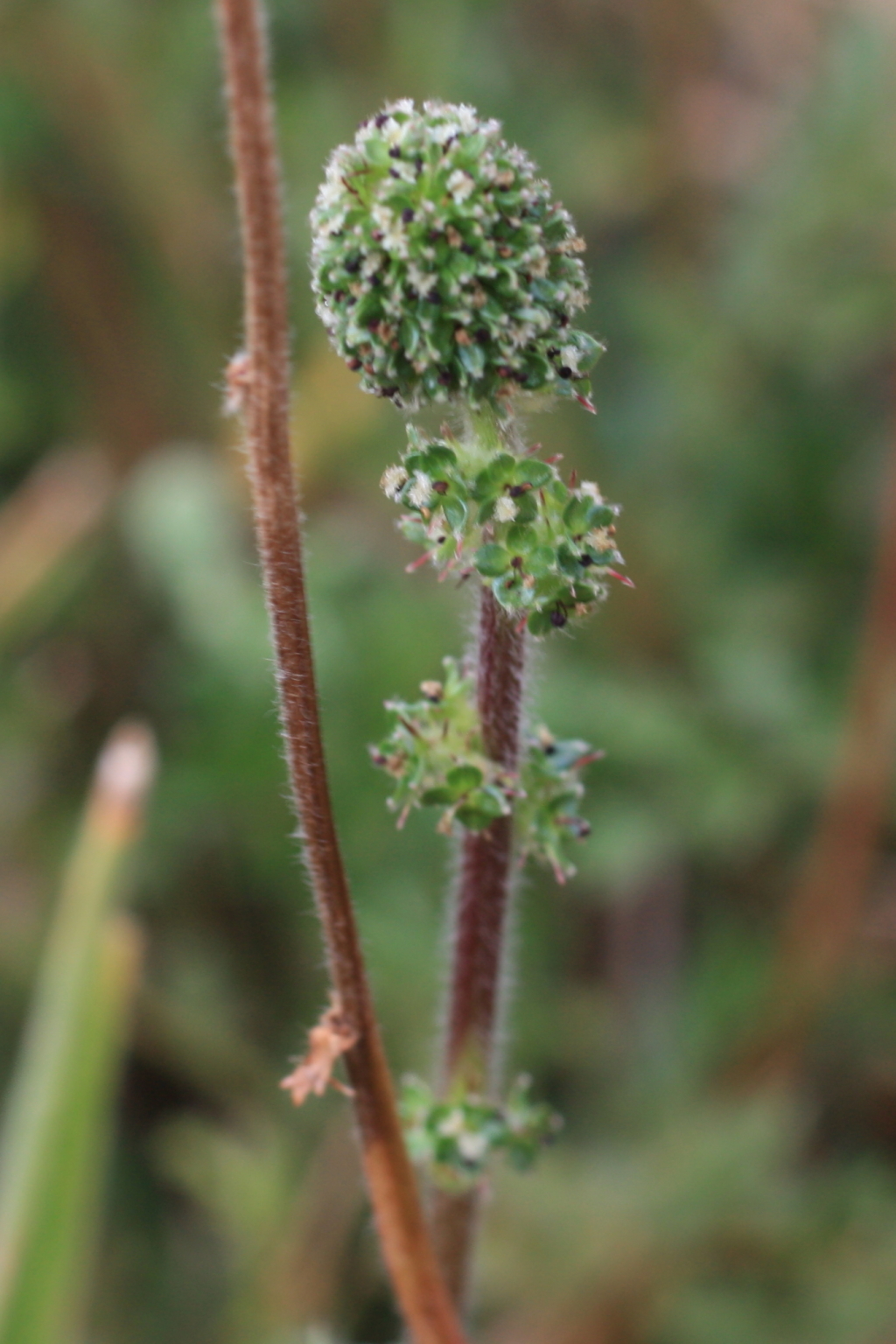 Acaena ×anserovina (hero image)