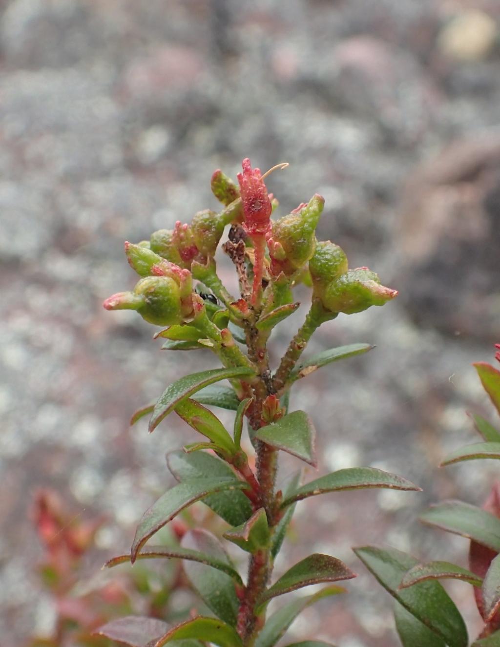 Leionema lamprophyllum subsp. lamprophyllum (hero image)