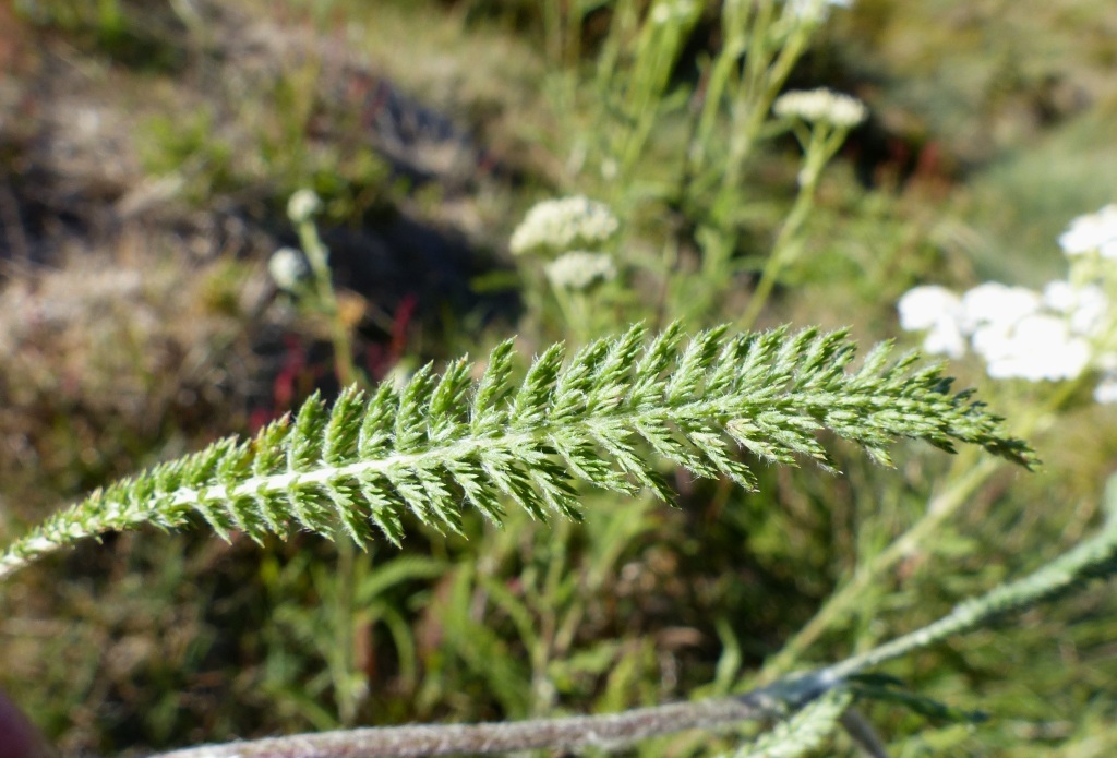 Achillea millefolium (hero image)