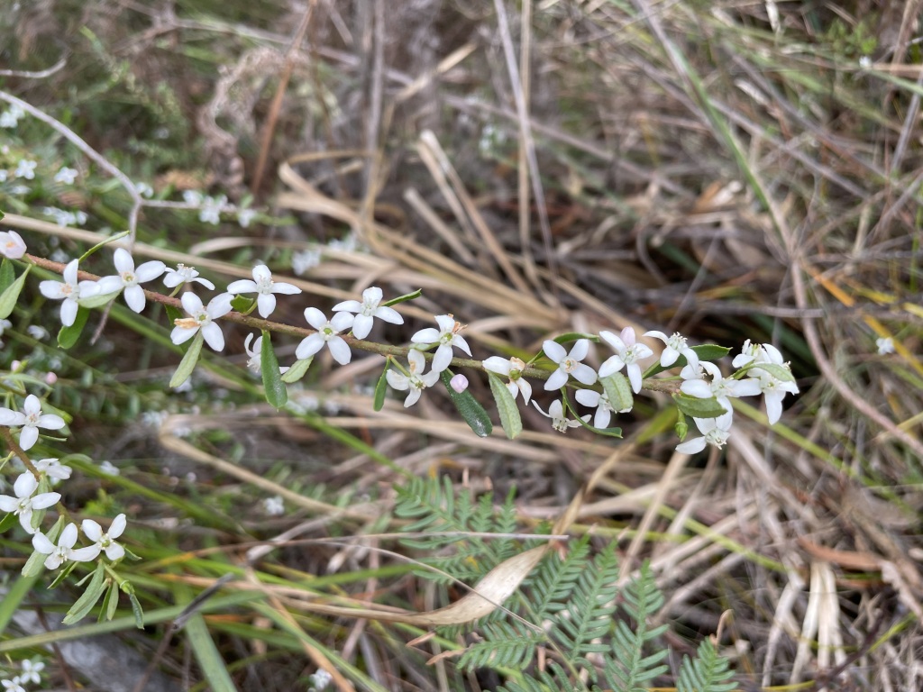 Philotheca virgata (hero image)