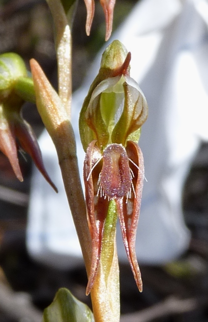 Pterostylis sp. aff. aciculiformis (Beechworth) (hero image)