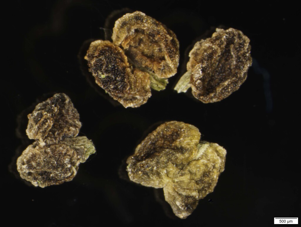 Asperula euryphylla (hero image)