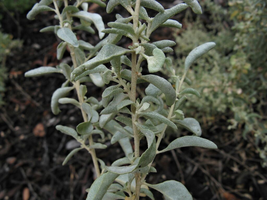 Atriplex stipitata (hero image)