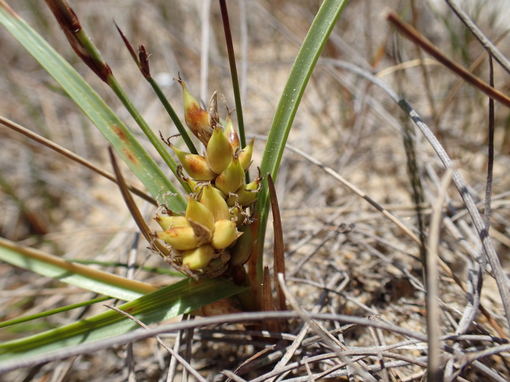 Carex pumila (hero image)