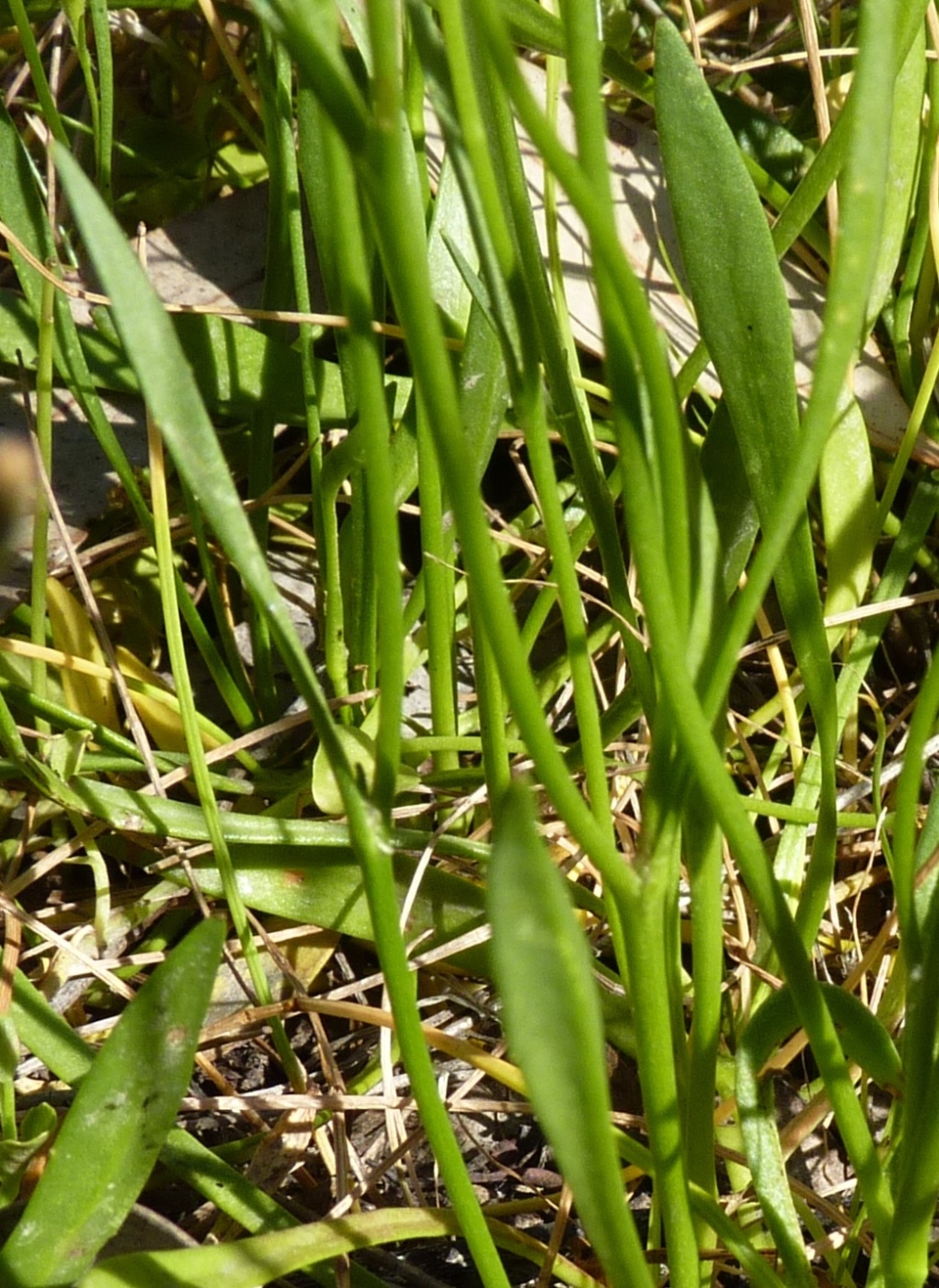 Goodenia macbarronii (hero image)