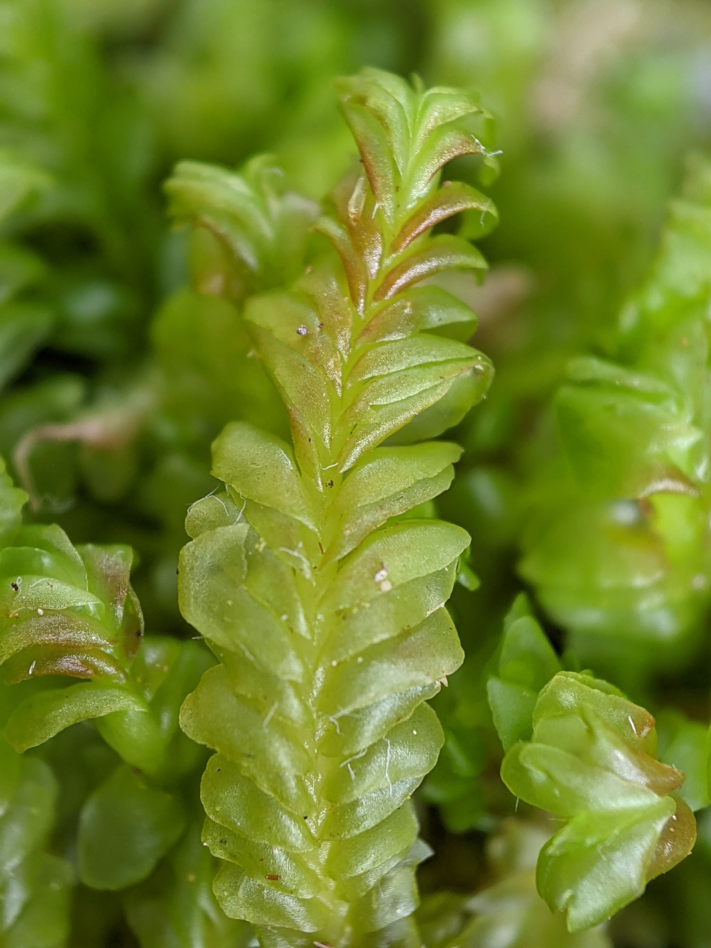 Syzygiella tasmanica (hero image)
