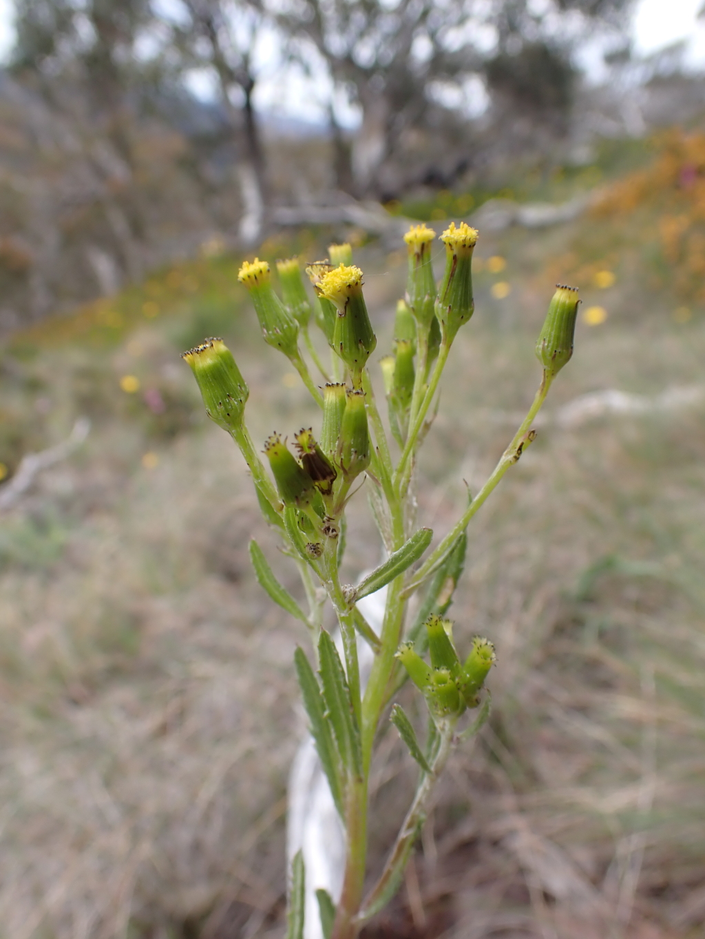 Senecio nigrapicus (hero image)