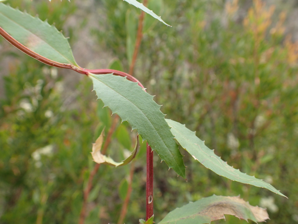 Haloragis exalata var. exalata (hero image)