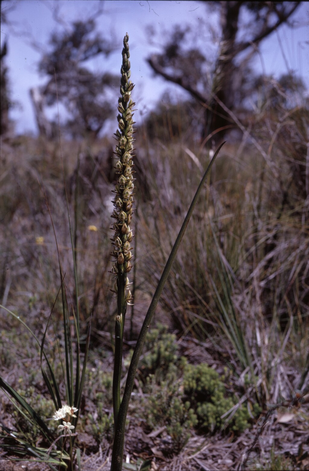 Prasophyllum elatum (hero image)