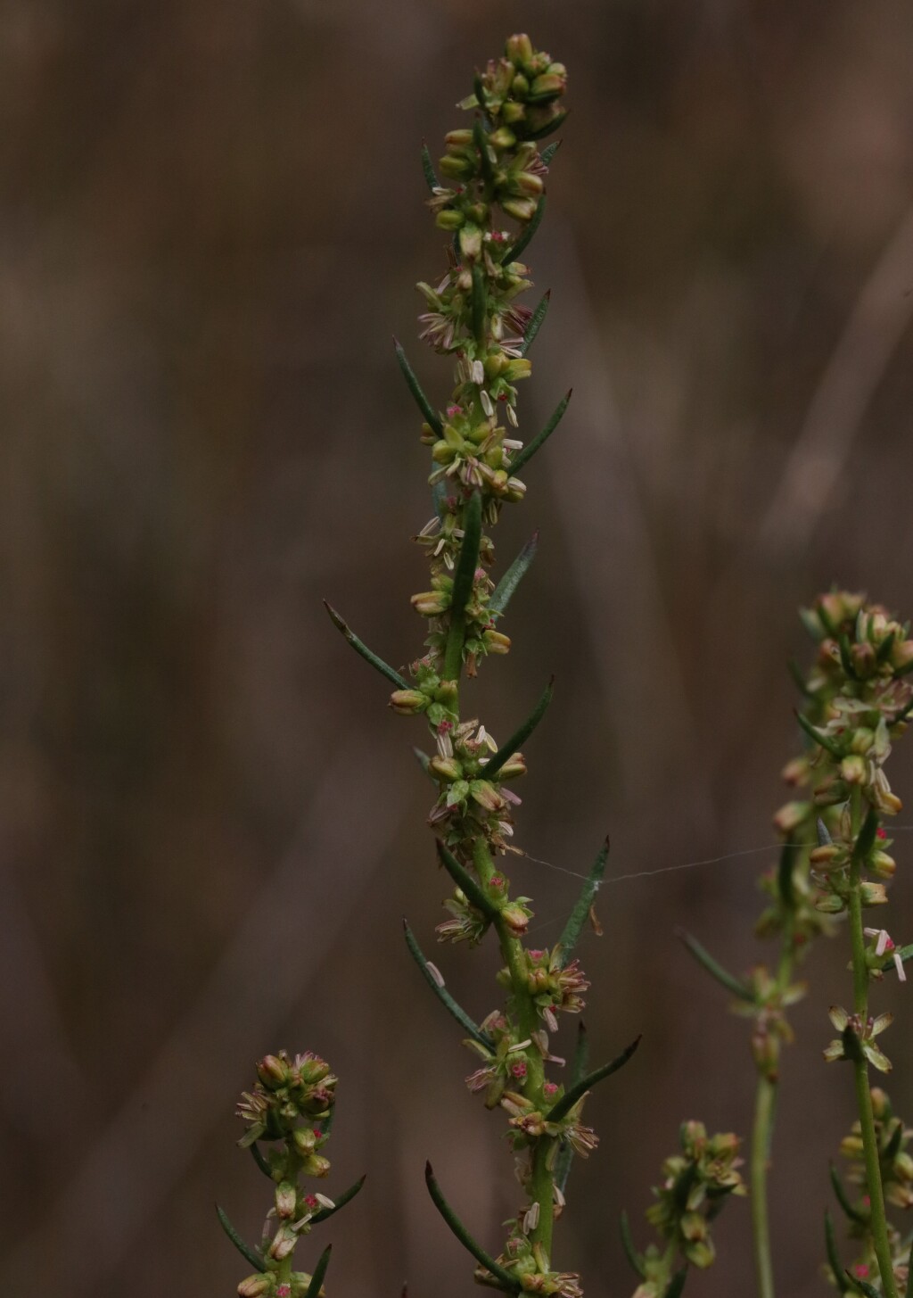 Haloragis myriocarpa (hero image)