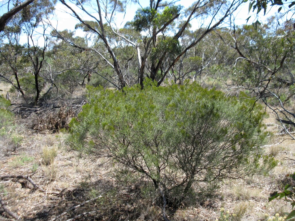 Acacia cineramis (hero image)