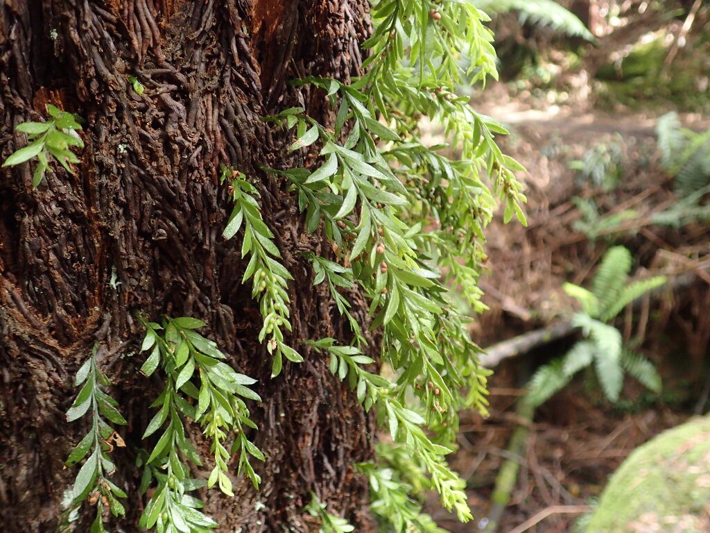 Tmesipteris parva (hero image)